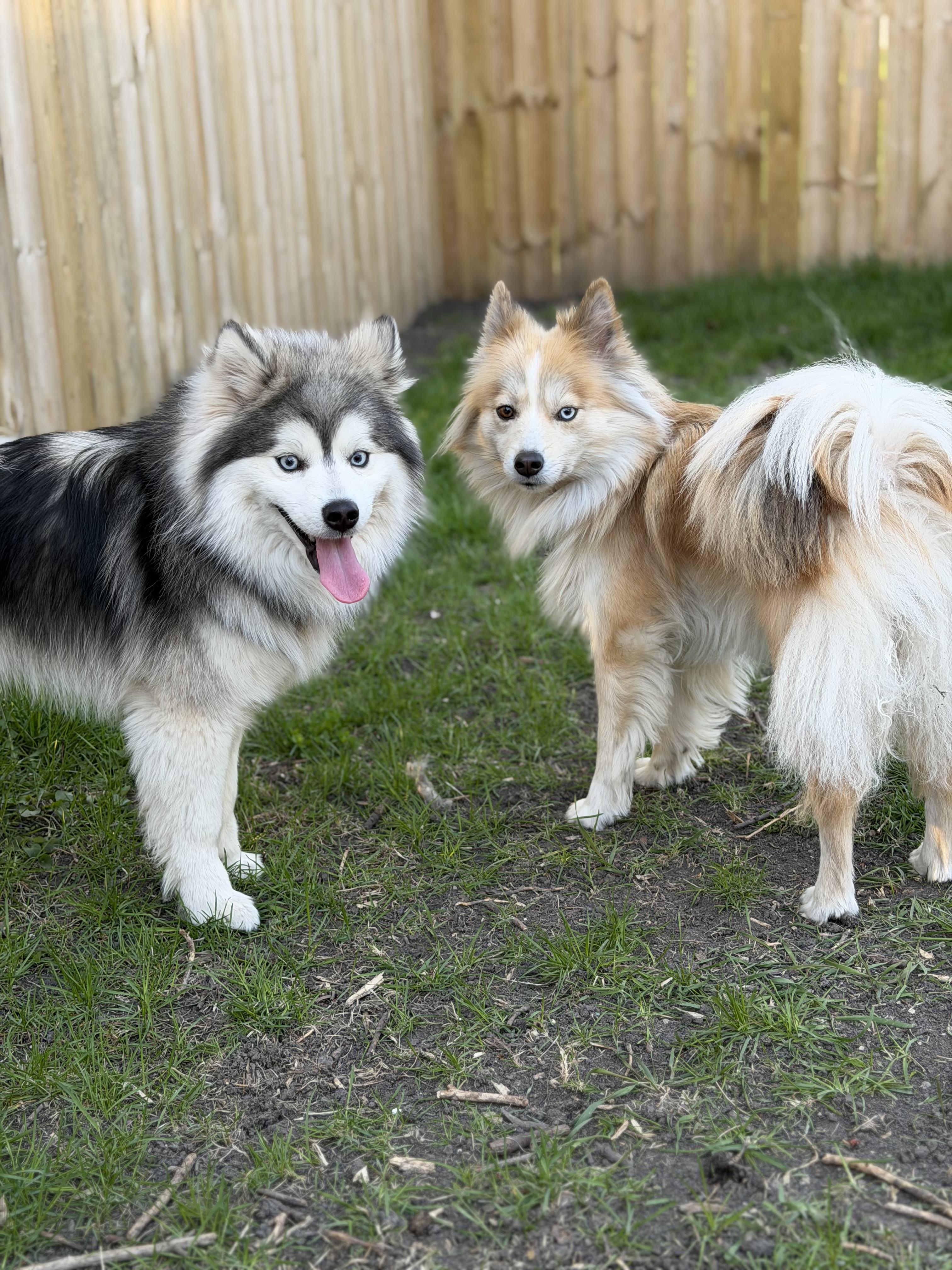 Blue Sky Pomsky in Minnesota | Pomsky puppies | Good Dog