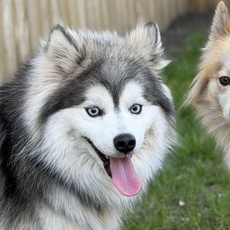 Pomskies from Blue Sky Pomsky