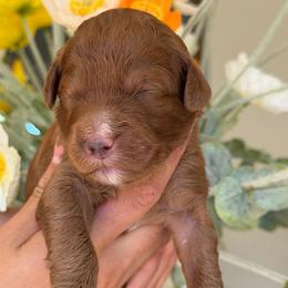 Mustang - Red  female Goldendoodle puppy in Yuciapa, California from AlltheDoodlez_