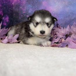 Halo - Gray and white female Alaskan Malamute puppy in Spokane, Washington from Asgard Wooly Malamutes
