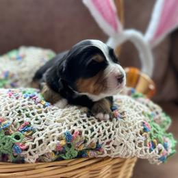 Lady Francesca - Tri-color female Bernedoodle puppy in Forsyth, Illinois from Birdies Mini Bernedoodles