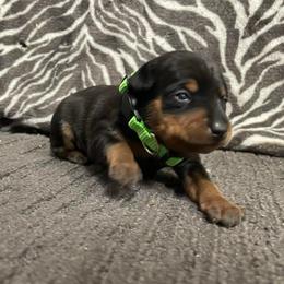 Panda - Black and rust male Miniature Pinscher puppy in Lancaster, Missouri from White Stone Ranch