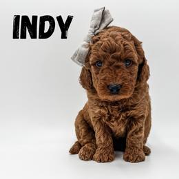 Indy - Apricot female Goldendoodle puppy in Eagle Mountian, Utah from The Puppy Family
