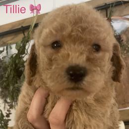 Goldendoodle and Poodle Puppies from Still Waters Farm