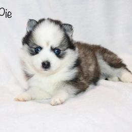 Shuga Pie - Black and white female Pomsky puppy in Denham Springs, Louisiana from Bayouland Pomskies