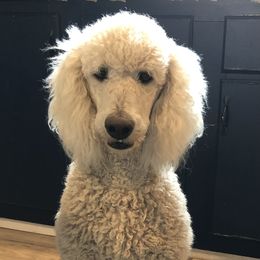 Olive - Poodle