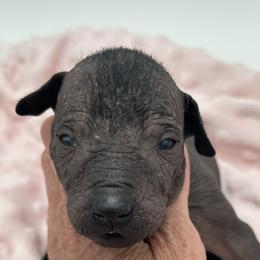 Boy 3 - male Xoloitzcuintli puppy in West Jordan, Utah from Majestic Nakids