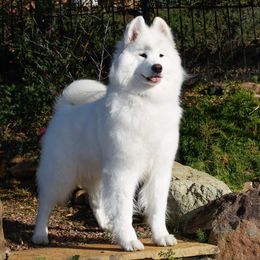 Xena - Samoyed