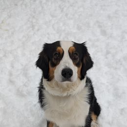 Smores - Miniature American Shepherd