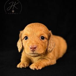 Amos - Red male Dachshund puppy in Hope, Arkansas from JK Kennel