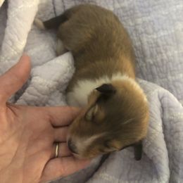 Winston---Sable male - Sable male Collie puppy in Abilene, Texas from Regal Lassie's