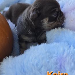 Keira - Fawn female Pug puppy in Boiling Springs, South Carolina from Monsterpugs