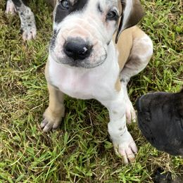 Great Dane Puppies from Virginia Great Danes