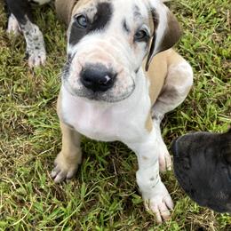 Great Dane Puppies from Virginia Great Danes