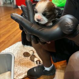 Boy 1 - Gold and white male Shih Tzu puppy in Memphis, Tennessee from Lady Class Kennel