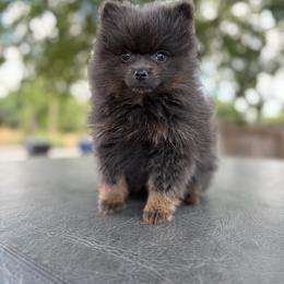 Tracy - Blue female Pomeranian puppy in San Antonio, Texas from San Antonio Pomeranian