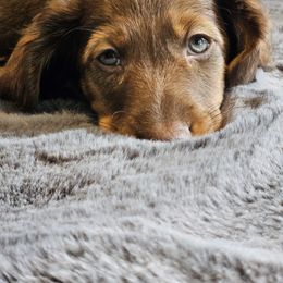 Dachshund Puppies from butter beans babies