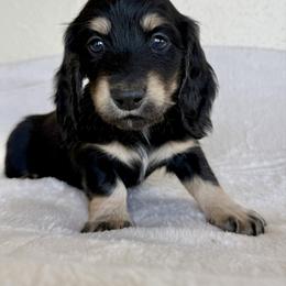 Obsidian - Black and cream male Dachshund puppy in Alexander, North Dakota from Wild Rose Ridge Doxies