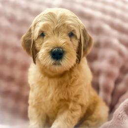 Jermaine - Red  male Goldendoodle puppy in Garden Grove, California from Sunkissed Doodles