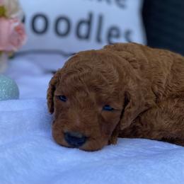 Bernedoodle, Goldendoodle, and Poodle Puppies from Donnas Deluxe Doodles LLC