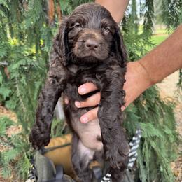 Blue - Chocolate male Boykin Spaniel puppy in Portland, Tennessee from Honey Run Boykins