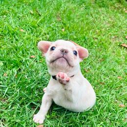 Espresso - Cream male French Bulldog puppy in Opelika, Alabama from Fancy Face Frenchies