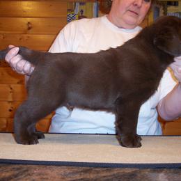 Labrador Retriever Puppies from Cecilie Drege