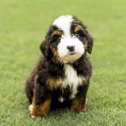 Dark Blue - Tri-color male Bernedoodle puppy in Alpharetta, Georgia from Doodles of Buckhead