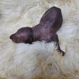 Barrel - Bronze male Xoloitzcuintli puppy in Eugene, Oregon from Naked nobles kennel