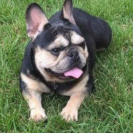 French Bulldog puppies from Olivia's Miniature Schnauzer's and French Bulldogs