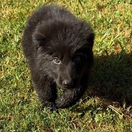 Puppie  2 he will be named by his new owner - Black male German Shepherd puppy in Bluff City, Tennessee from What a Heart Wants