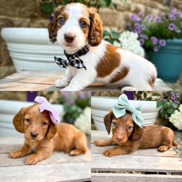 Dachshund, Goldendoodle, and Sheepadoodle Puppies from Doodles & Doxies