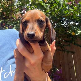 Flora - Red female Dachshund puppy in Lakeland, Florida from Cynthia’s Royal Dachshunds