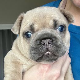 French Bulldog Puppies from Upcountry Frenchies