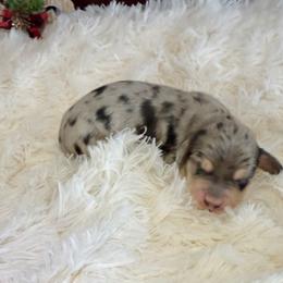 Emmett - Dapple male Dachshund puppy in Alexander, North Dakota from Wild Rose Ridge Doxies