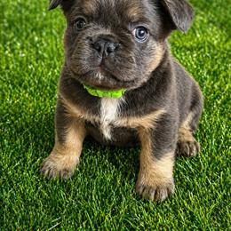 Larkin - Blue female French Bulldog puppy in Greenville, Texas from Lovey’s Frenchies