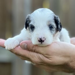 Storm Chaser - Hail - Merle female Bernedoodle puppy in Charleston, South Carolina from Palm Belle Doodles