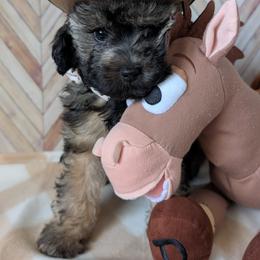 Goldendoodle and Shihpoo Puppies from Bellady's Shihpoos