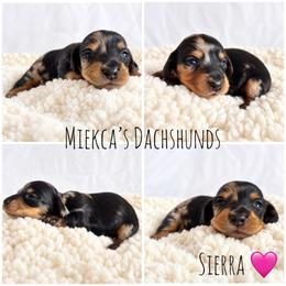 Sierra - Dapple female Dachshund puppy in Orem, Utah from Miekca’s Dachshunds