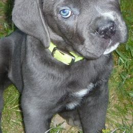 Cane Corso from Gottes Cane Corso