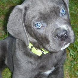 Cane Corso from Gottes Cane Corso