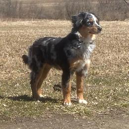 Rhythm - Australian Shepherd