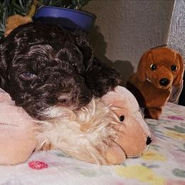 Thunder - Brown and white male Cockapoo puppy in Indiahoma, Oklahoma from Phamily Doodles