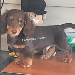 Neuffen - AKC 2,350 - Chocolate and tan male Dachshund puppy in Valdosta, Georgia from Flangel Dachshunds