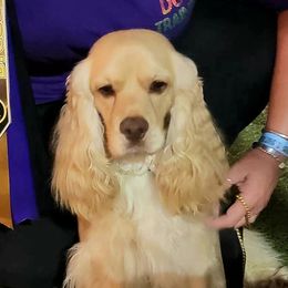 Cockapoos from Something to Bark About Dog Training
