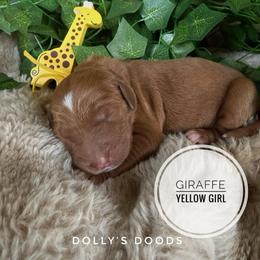 Giraffe - Red  female Goldendoodle puppy in Harrisburg, Oregon from Dolly’s Doods