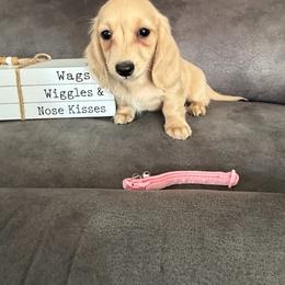 Molly - Cream female Dachshund puppy in Stuart, Iowa from Johnson Family Paws
