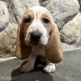 SOLD Stella - Lemon and white female Basset Hound puppy in Manorville, New York from Lil Family Farm