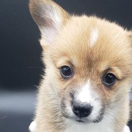 Candy (Caroline) - Pembroke Welsh Corgi puppy in Post Falls, Idaho from Best Friend Corgi