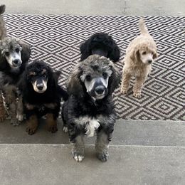 Poodle Puppies from Cosmic Caliber Standard Poodles